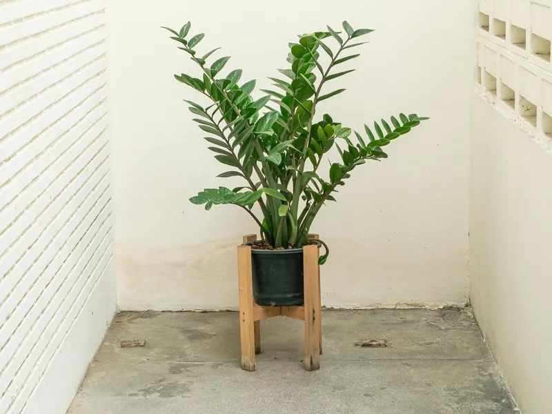 Nhiều người chọn trồng cây hút tài lộc trong nhà