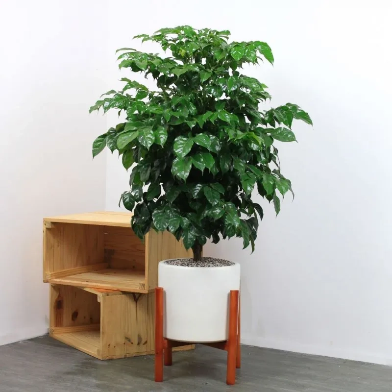 Gia đình yêu thích cây cảnh phong thủy tài lộc