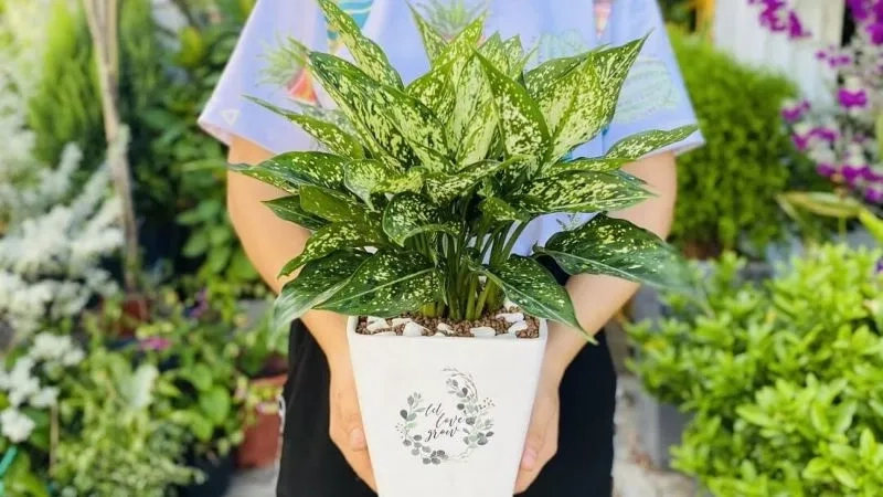 Nét đẹp truyền thống từ cây mang ý nghĩa tài lộc