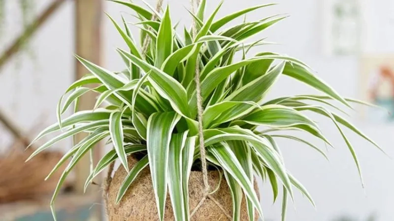 Niềm tin phong thủy từ cây đem lại may mắn tiền tài