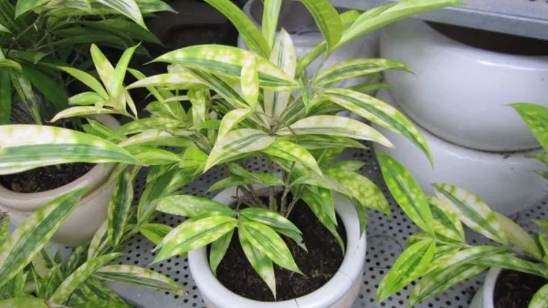 Nhiều cửa hàng chọn cây chiêu tài hút lộc