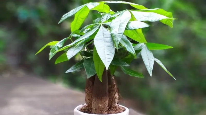 Không gian kinh doanh nổi bật với cây cảnh mang tài lộc