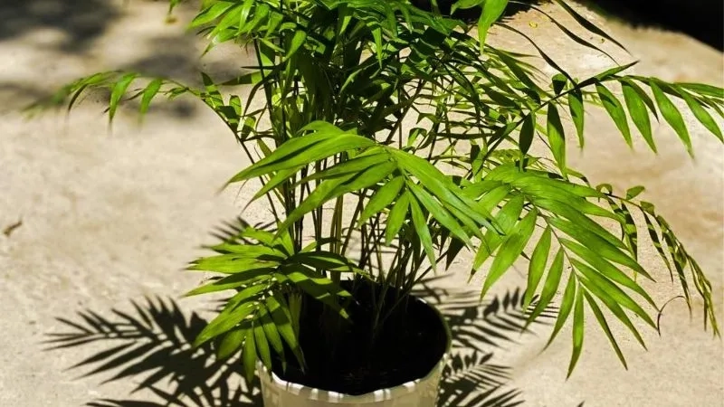 Ngôi nhà ấm áp hơn nhờ cây thu hút vận may