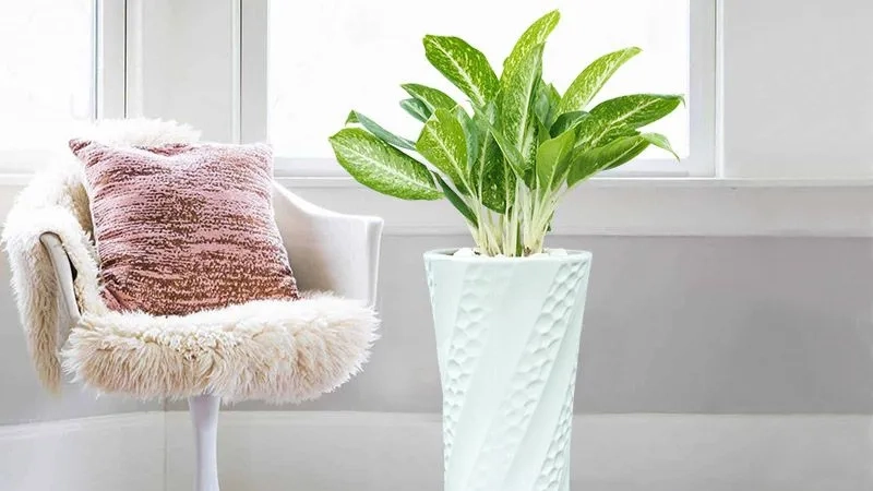 Biểu tượng sung túc từ cây phong thủy phát tài