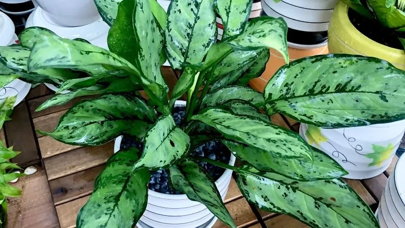 Gia đình hiện đại ưa chuộng cây phong thủy cho gia đình