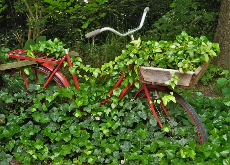 Giải mã cây thường xuân ý nghĩa phong thủy tốt lành