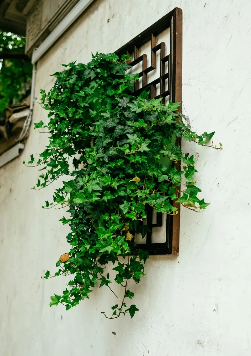 Trang trí ban công đẹp mắt với dây leo thường xuân