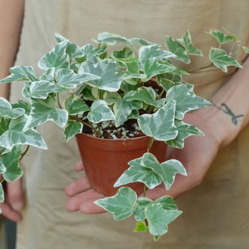 Chiêm ngưỡng hình ảnh cây thường xuân xanh tự nhiên