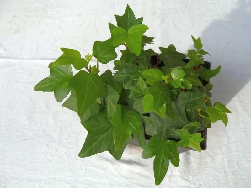 Mang tài lộc may mắn với cây phong thủy xanh tốt