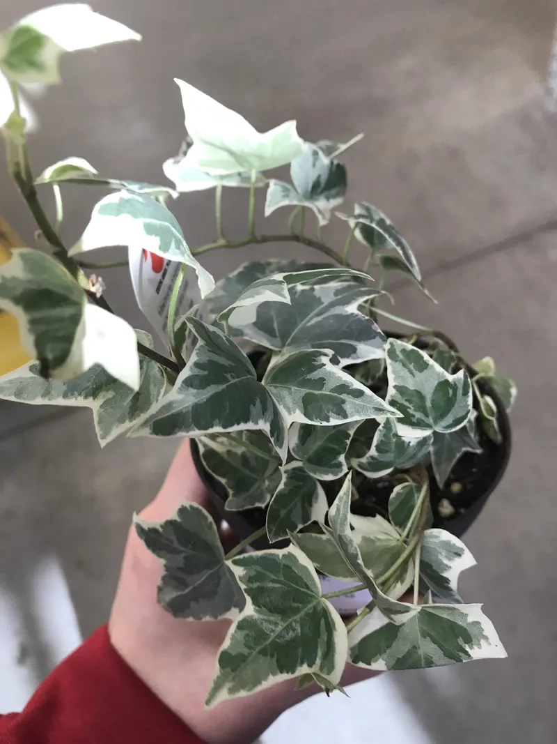 Tăng thẩm mỹ không gian bằng cây trang trí nhà ở