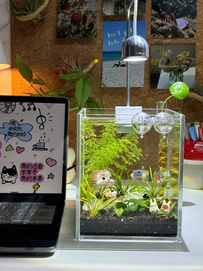 Cây thủy sinh mini trong lọ thủy tinh tinh tế nhẹ nhàng