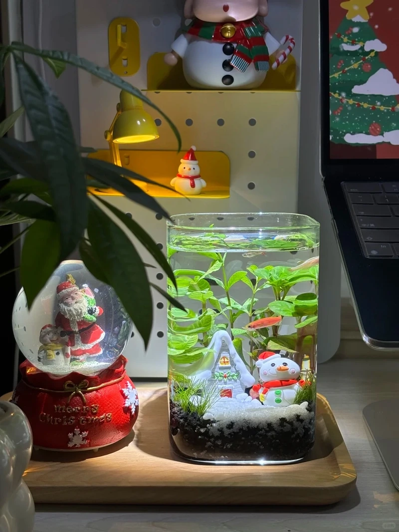 Cây thủy sinh mini để bàn tạo góc xanh thư giãn