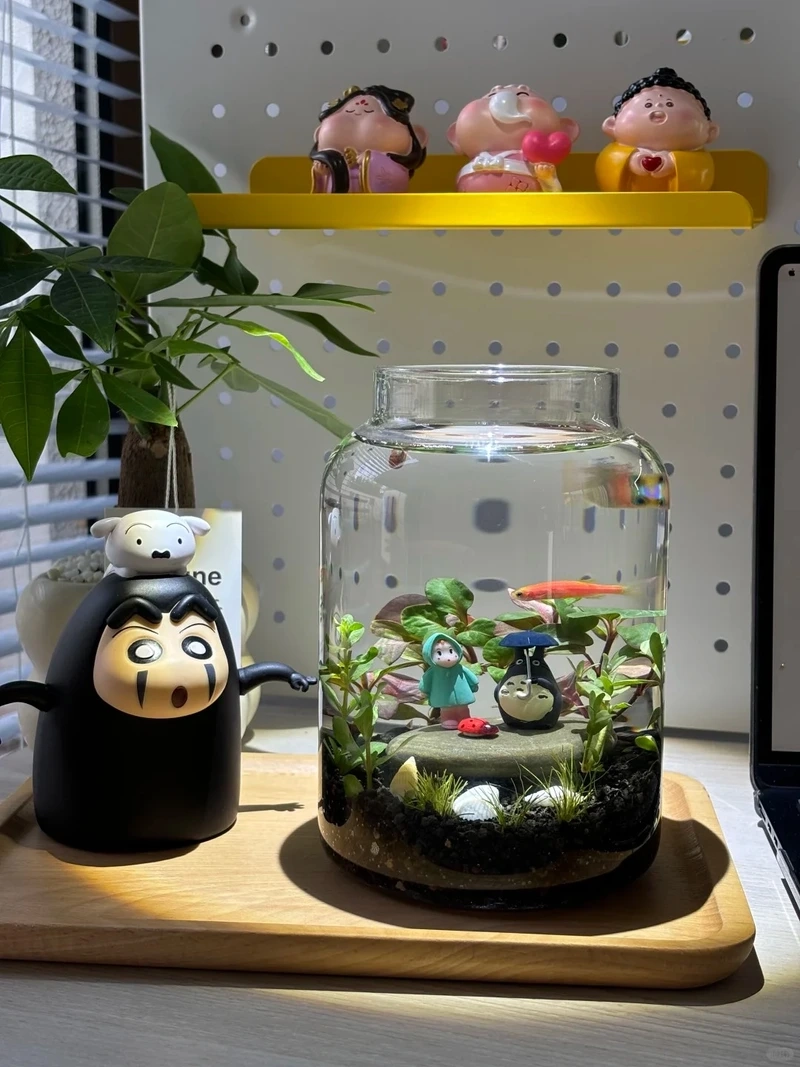 Cây thủy sinh mini phong thủy mang năng lượng tích cực