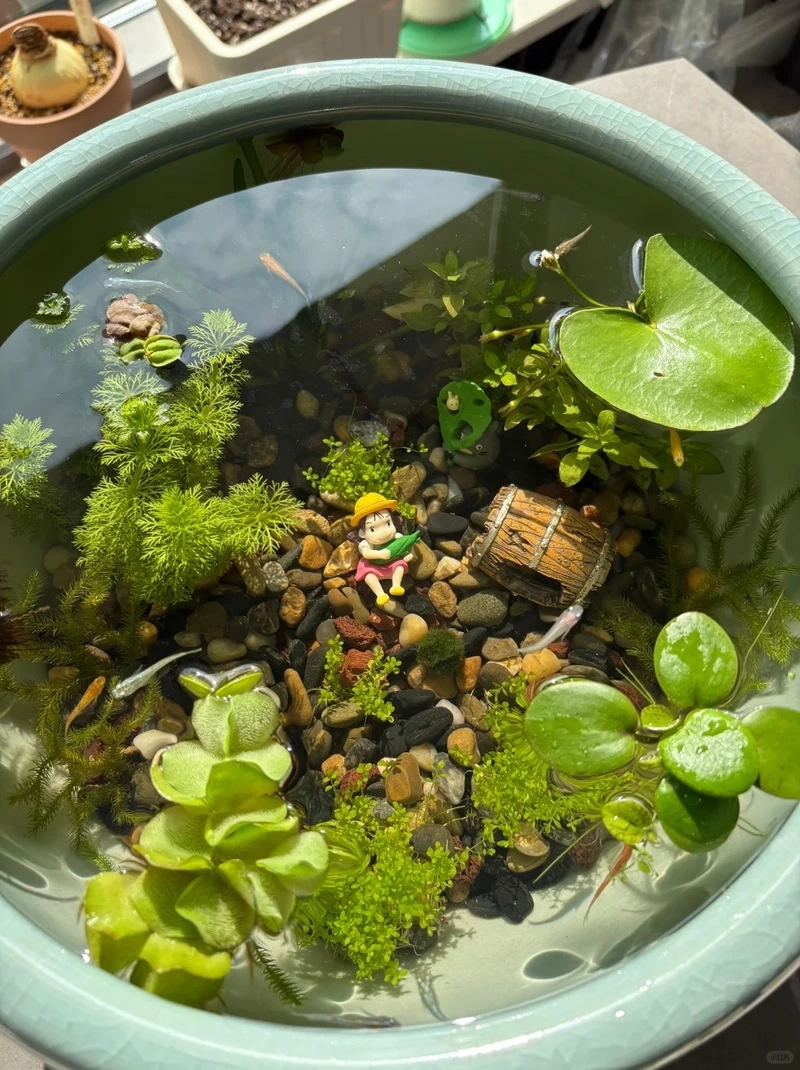 Cây thủy sinh mini trang trí làm mới không gian sống