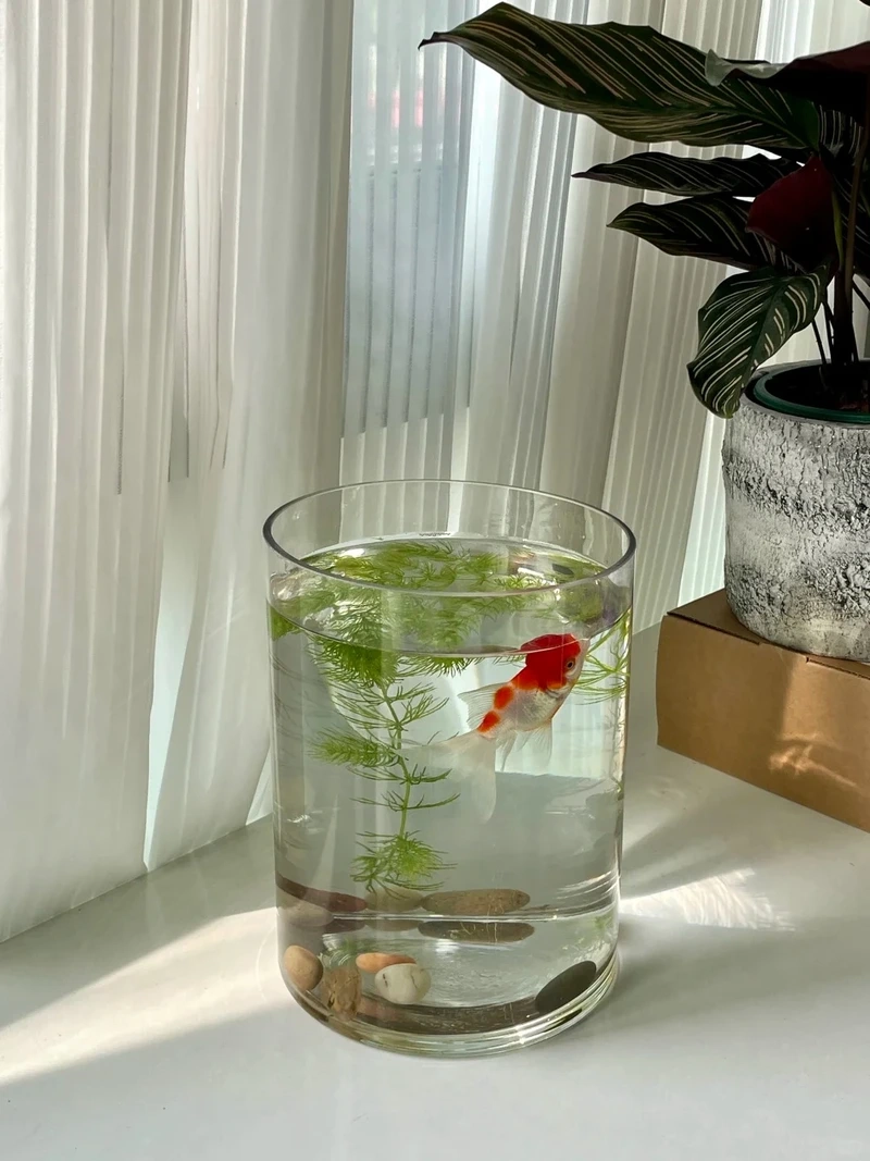 Cây thủy sinh mini để bàn học giúp tập trung hơn