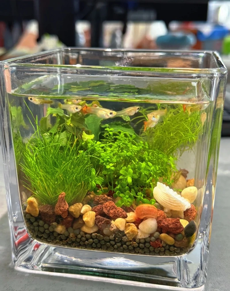 Cây thủy sinh mini tiểu cảnh nhỏ gọn mà sinh động