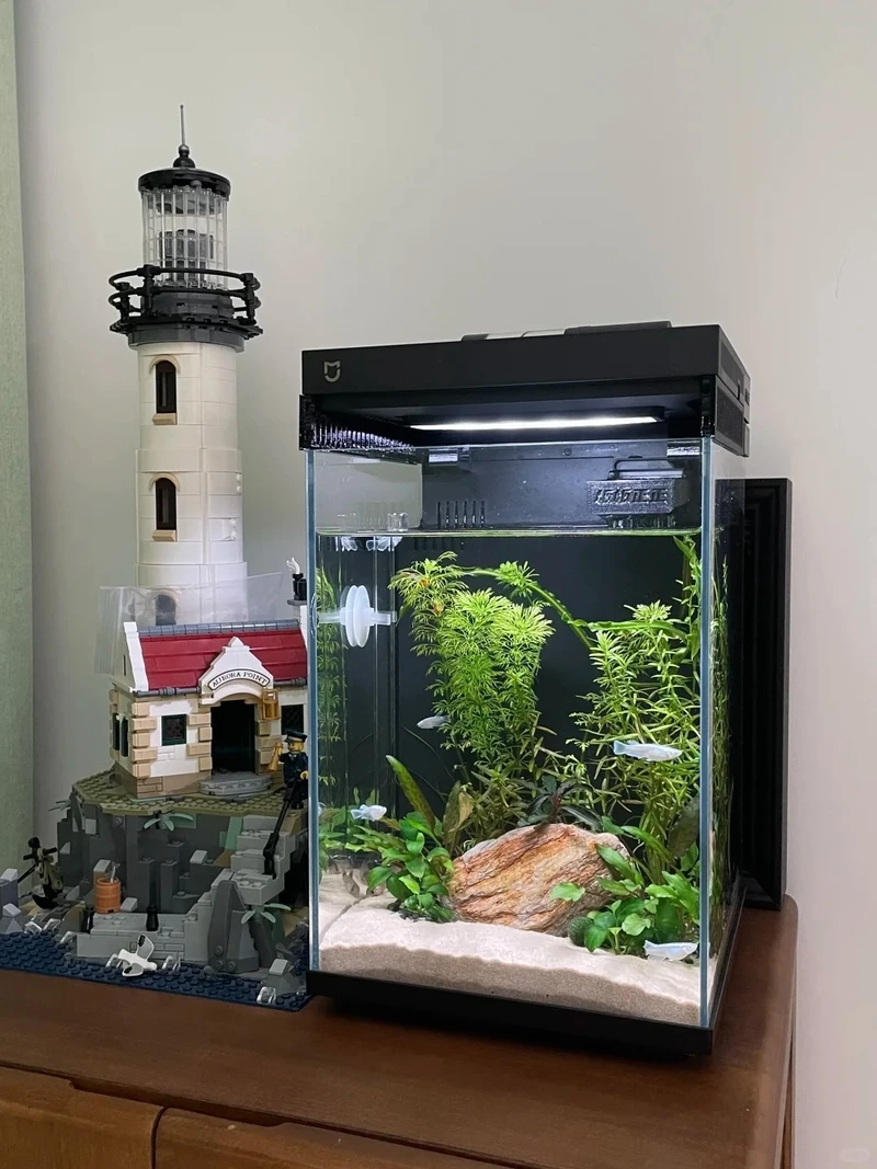 Cây thủy sinh mini để phòng khách tạo điểm nhấn xanh