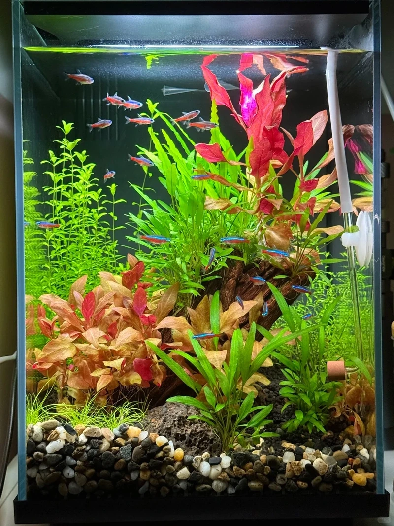 Cây thủy sinh mini để phòng ngủ mang cảm giác dịu nhẹ