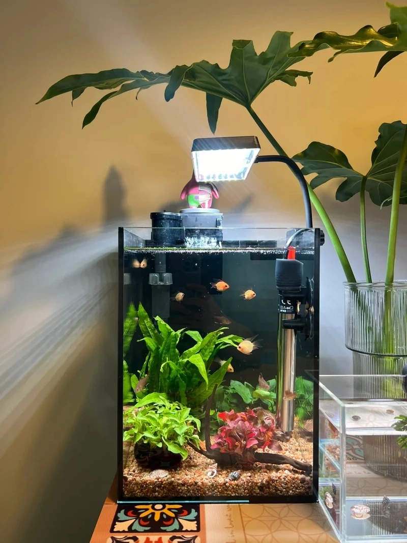 Cây thủy sinh mini văn phòng gọn gàng tinh tế