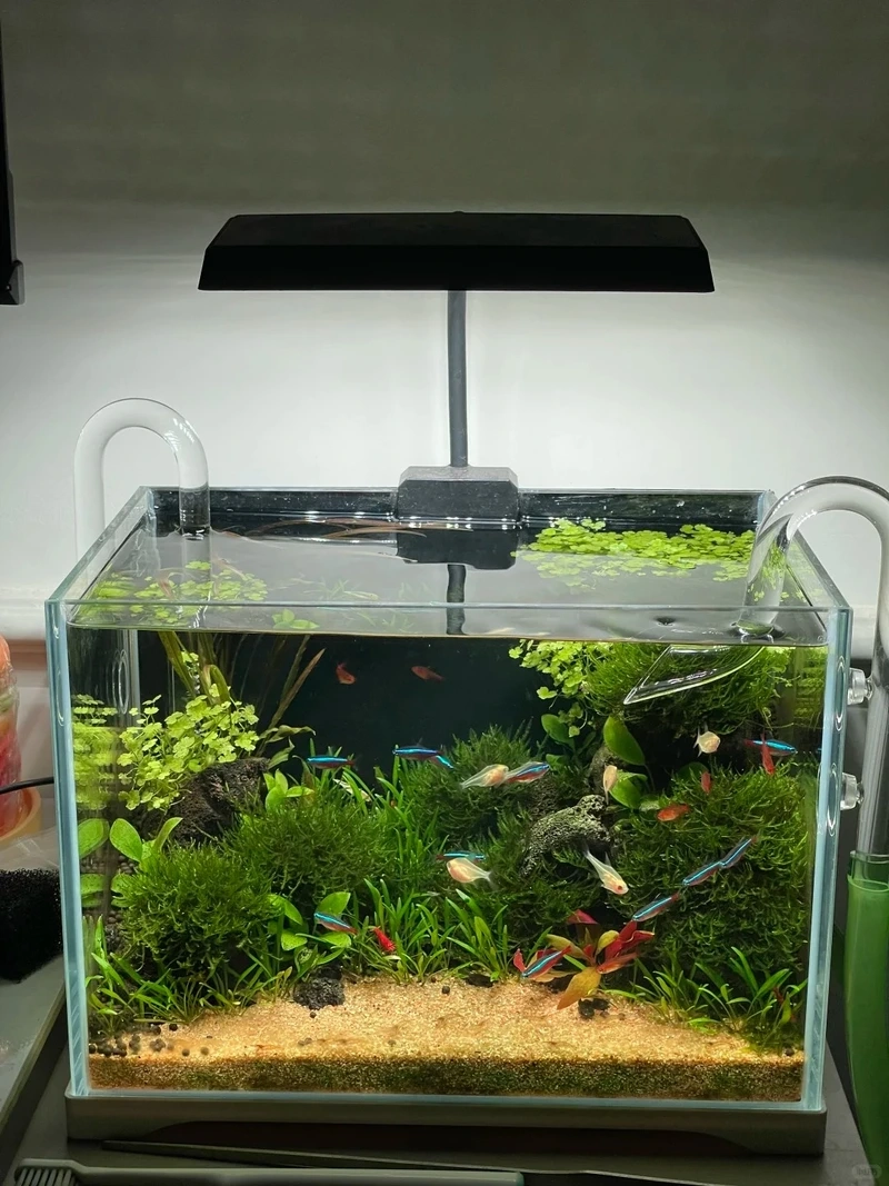 Cây thủy sinh mini trong nước xanh mát và sạch sẽ