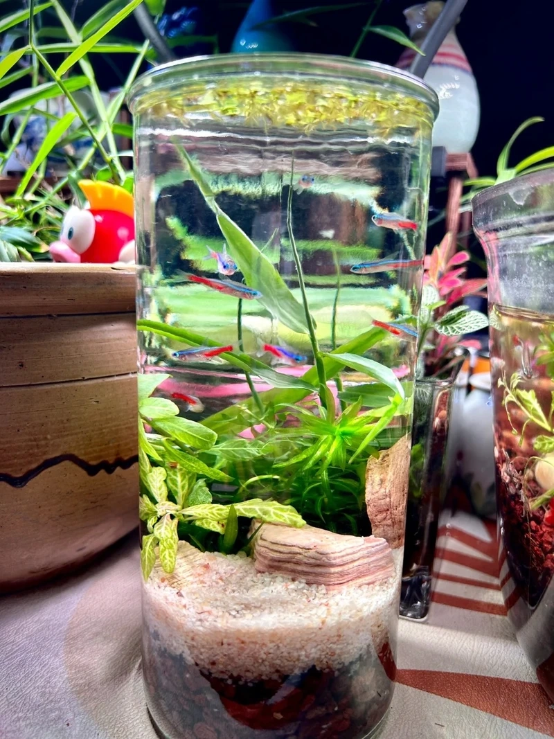 Cây thủy sinh mini xanh mát làm dịu mắt mỗi ngày