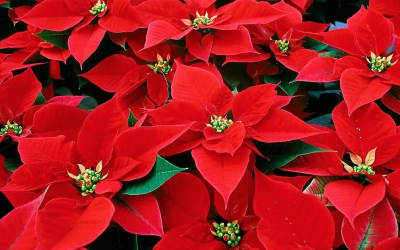 Khám phá hình ảnh Cây Trạng Nguyên đẹp để trang trí nhà