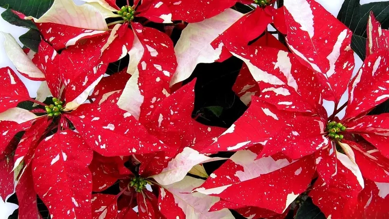 Tìm nơi bán Cây Trạng Nguyên uy tín và chất lượng