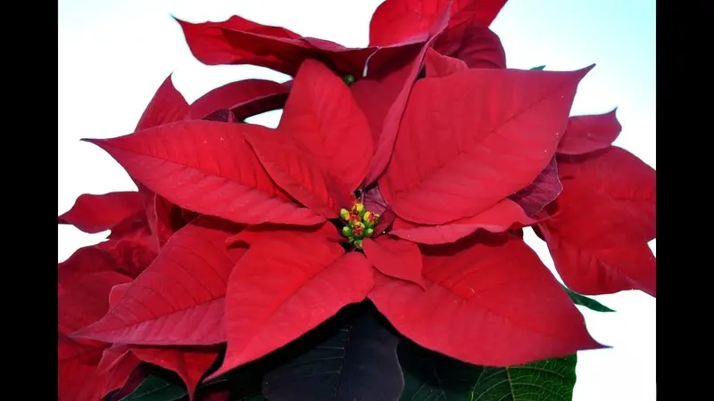 Học cách chăm Cây Trạng Nguyên luôn xanh tốt