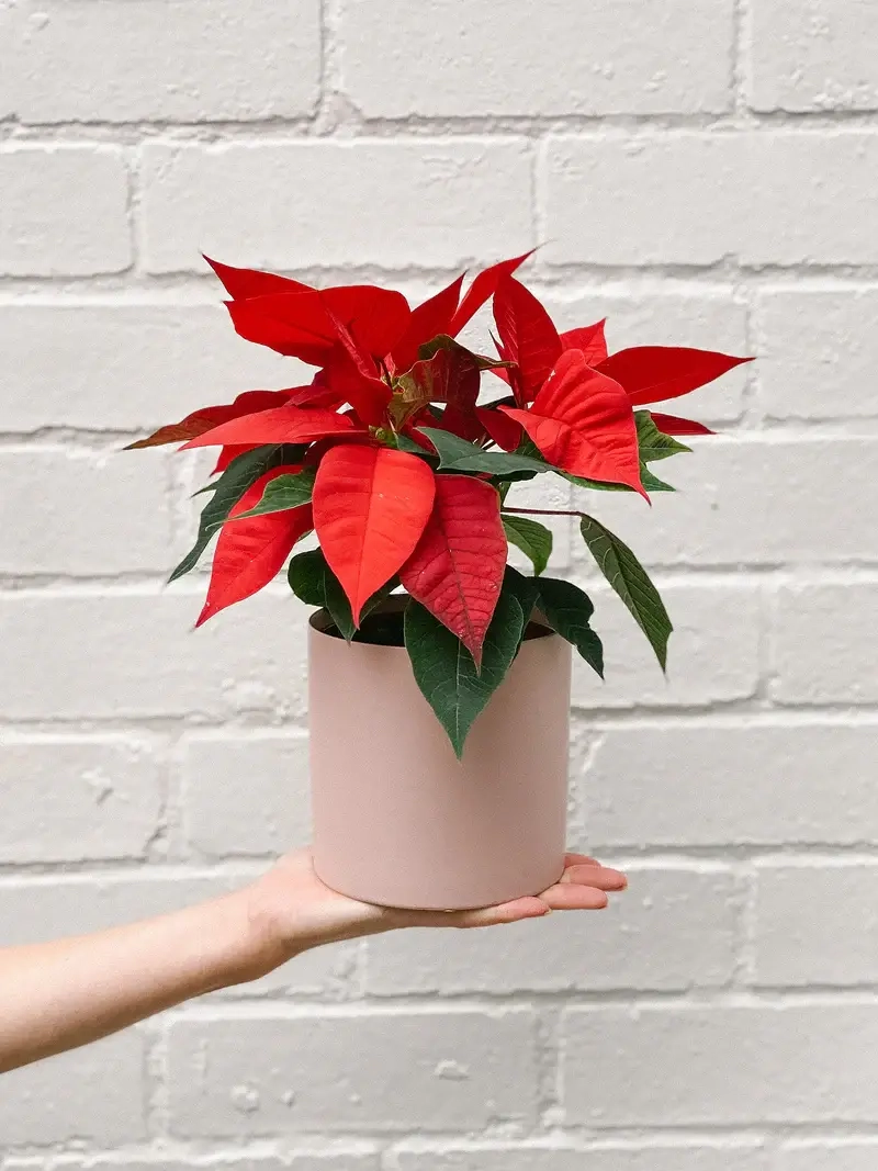 Hướng dẫn chăm sóc Cây Hoa Trạng Nguyên nở rực rỡ