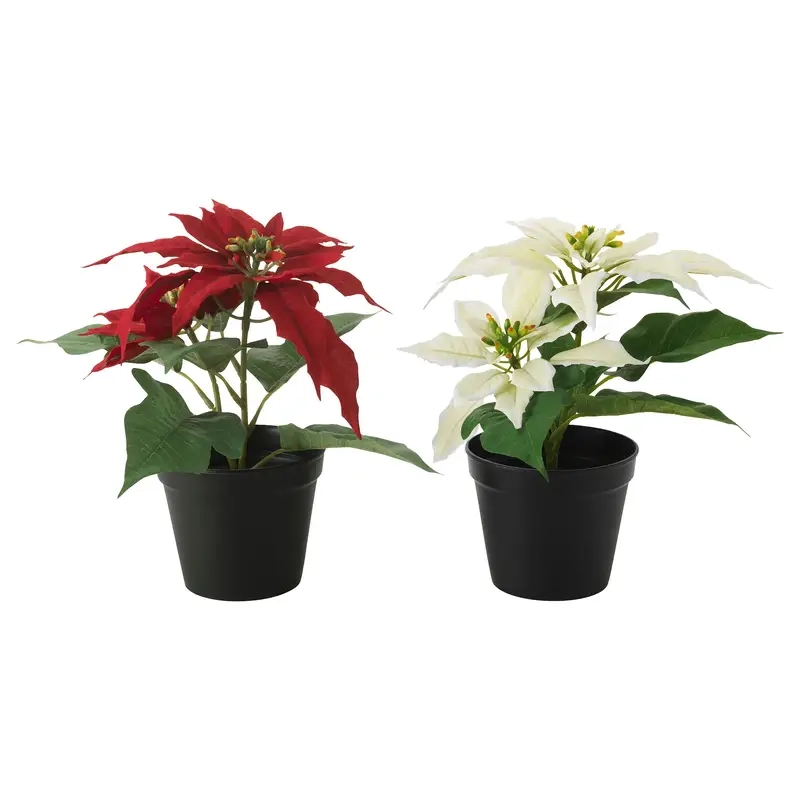 Lời khuyên có nên để Hoa Trạng Nguyên trong nhà