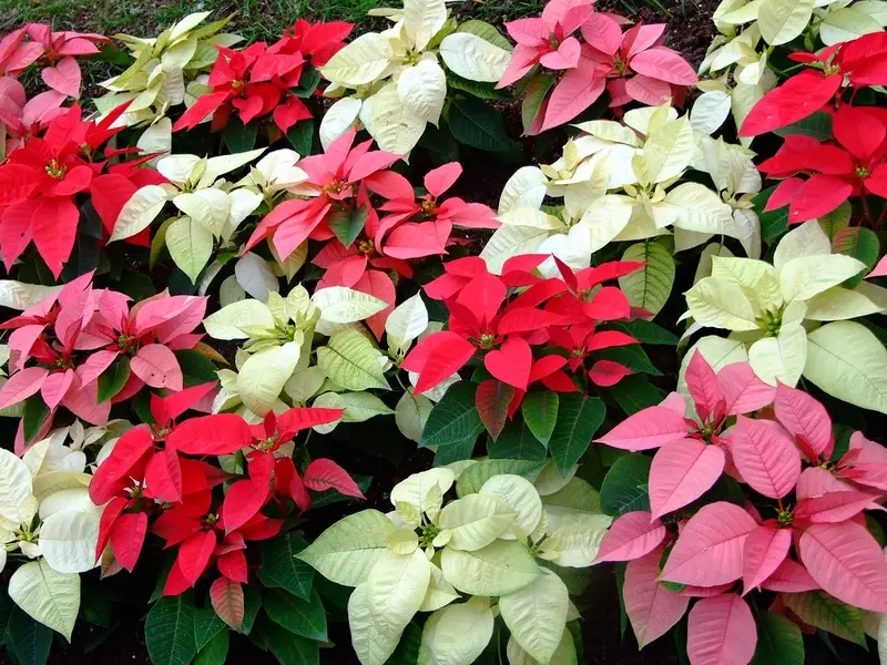 Học kỹ thuật trồng Cây Hoa Trạng Nguyên đúng cách