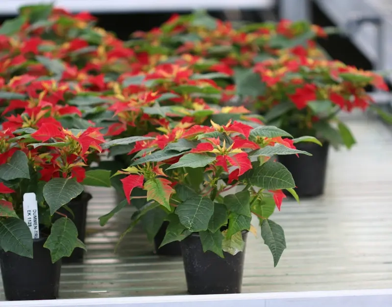 Cây Trạng Nguyên lựa chọn hoàn hảo cho người yêu thích cây