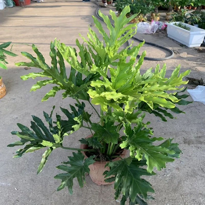 Không gian sang trọng nhờ cây trầu bà đế vương đẹp