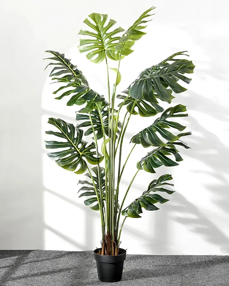 Góc nhà thêm sức sống với trầu bà và cây trầu bà