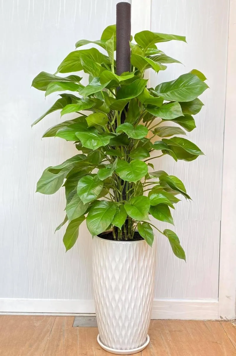 Vẻ đẹp nhiệt đới từ trầu bà lá xẻ cây trầu bà