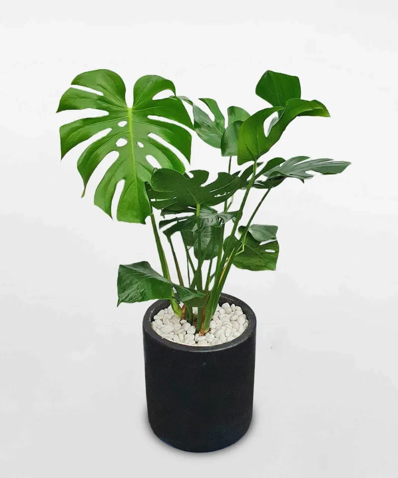 Không gian hiện đại nhờ cây trầu bà lá xẻ xanh mát