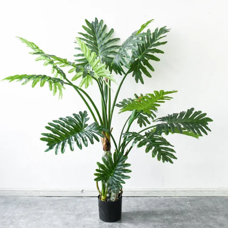 Không gian sống hài hòa với trầu bà cảnh trong nhà