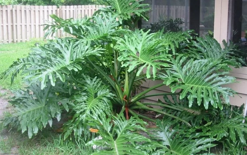 Thu hút năng lượng tốt với trầu bà phong thủy xanh