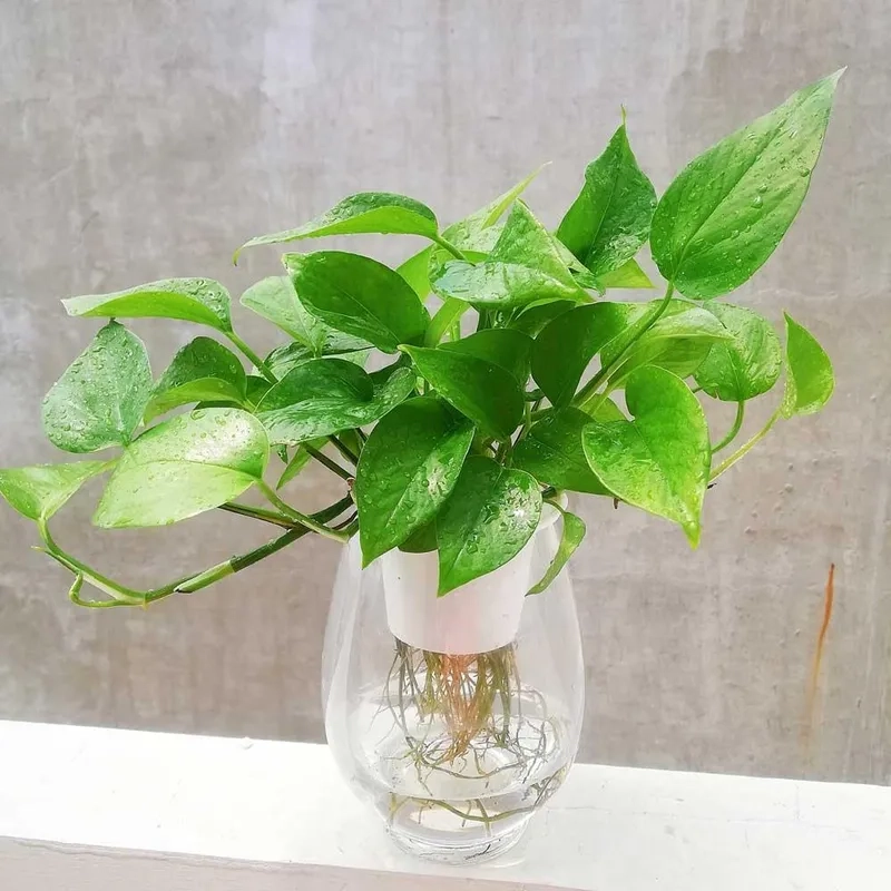 Tạo môi trường dễ chịu bằng cây xanh văn phòng trầu bà