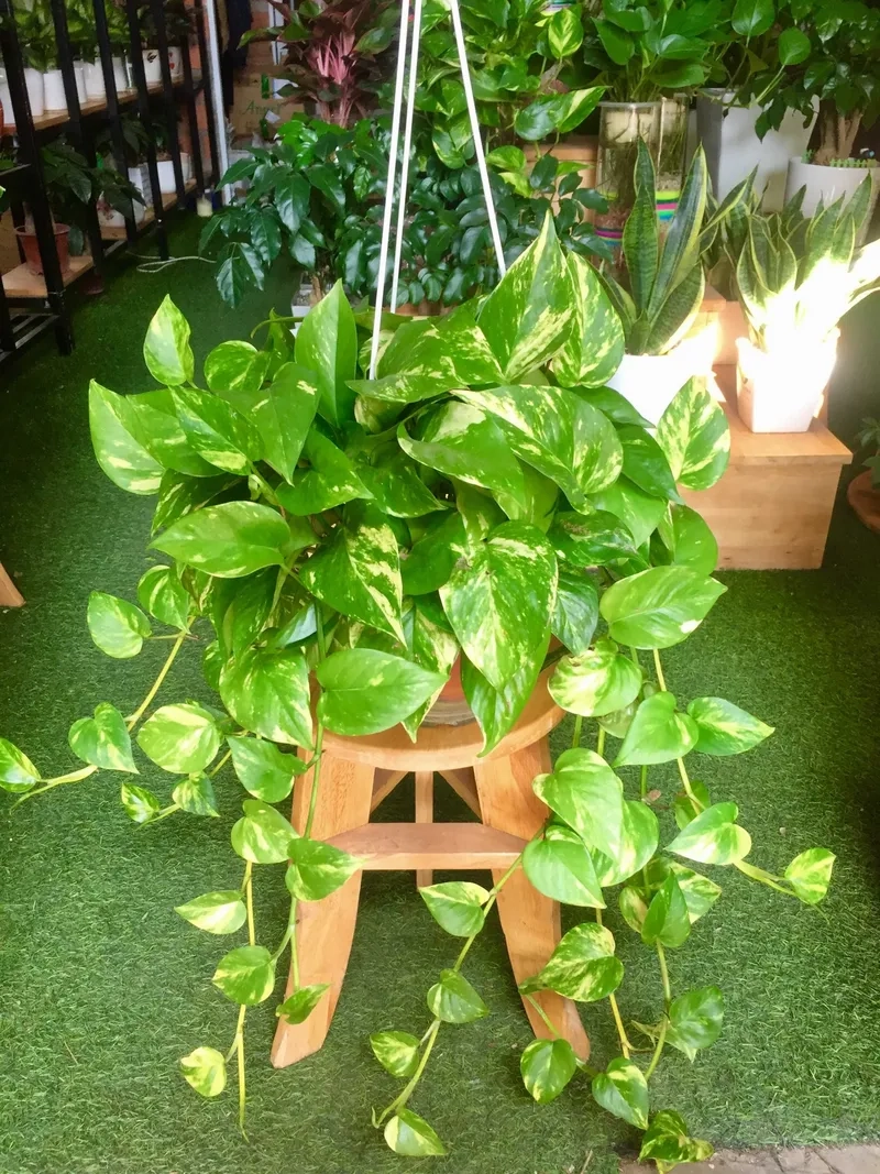 Trang trí nhà hiện đại bằng cây nội thất trầu bà