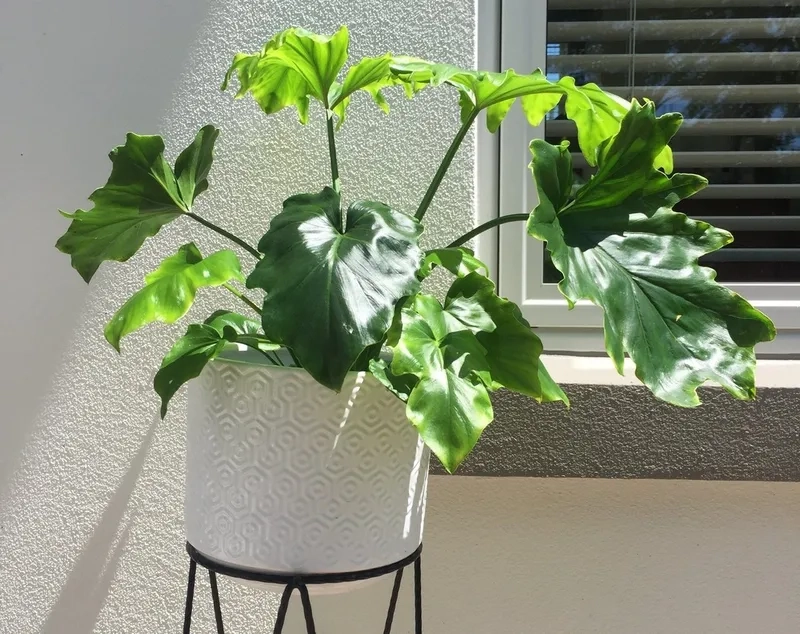 Phù hợp người bận rộn với cây dễ chăm sóc trầu bà