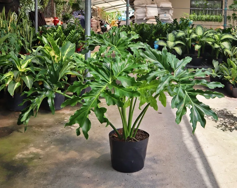 Trang trí không gian xanh với cây trầu bà dễ chăm sóc