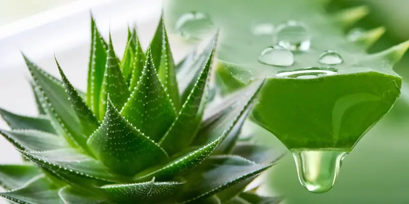 Cây hút bức xạ máy tính giúp bàn làm việc xanh mát an tâm