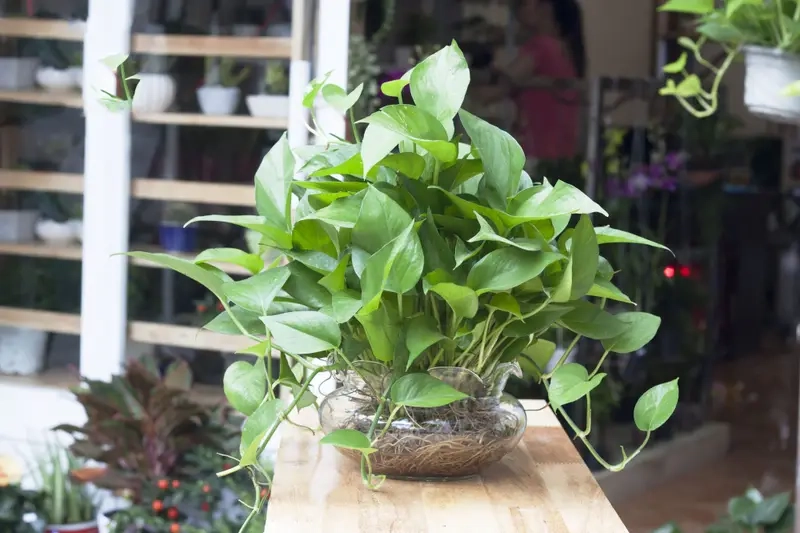 Loại cây chống bức xạ điện từ cho cây hút bức xạ máy tính