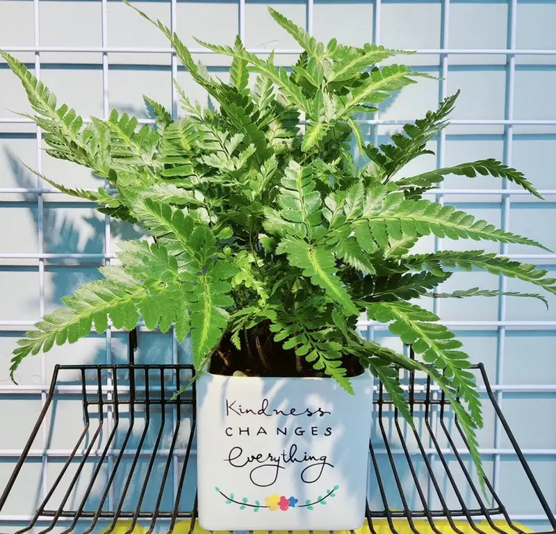 Có nên trồng cây để hút bức xạ máy tính an toàn hơn