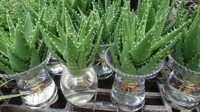 Cây văn phòng chống bức xạ máy tính xanh khỏe mỗi ngày