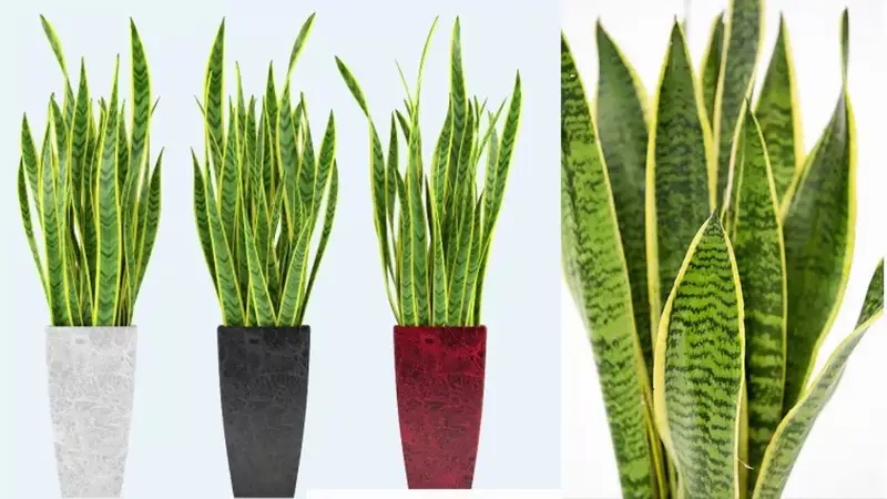 Cách chọn cây hút bức xạ máy tính hợp bàn làm việc