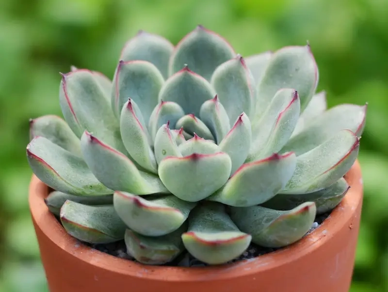 Tác dụng cây xanh với bức xạ máy tính rõ rệt