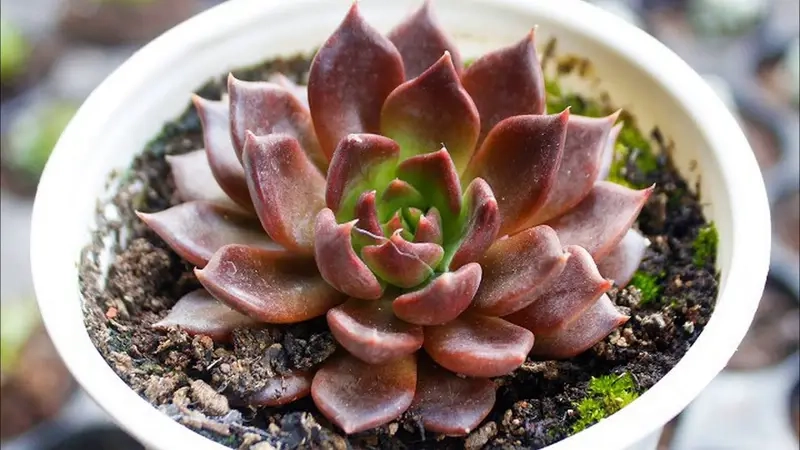 Cây lọc không khí và bức xạ máy tính cho văn phòng