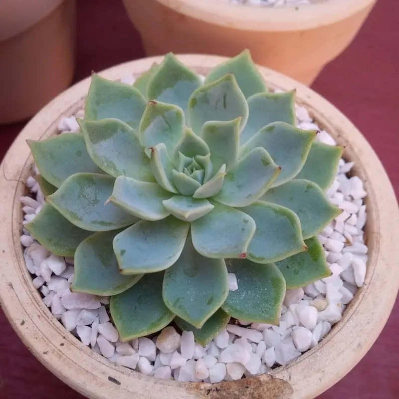 Cây hút sóng EMF quanh PC kết hợp cây hút bức xạ máy tính